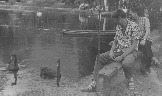 Лебеди на пруду города г. Черкесска. 1963 г