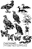 8-014 Редкие и исчезающие виды фауны, обитающие в районе Черкесска:
1 - могильник, 2 - малая поганка, 3 - черношейная поганка, 4 - орлан-белохвост, 5 - большая белая цапля, 6 - степной орёл, 7 - подорлик малый, 8 - жук-олень, 9 - махаон, 10 - подалирий, 11 - павлиноглазка грушевая, 12 - степная гадюка