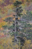 DSC_0993.JPG