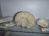 Аммониты