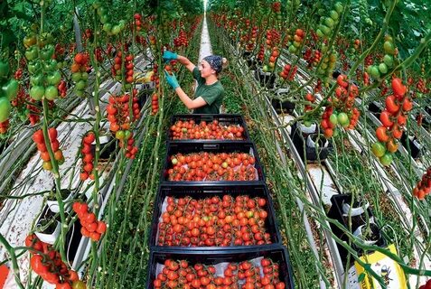   Карачаево-Черкесии вошла в топ регионов-лидеров по производству тепличных овощей 