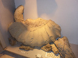 Аммониты