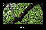 Белка