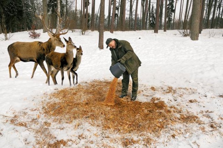 В Карачаево-Черкесии  активно ведется подкормка диких животных и мониторинг охотничьих угодий 