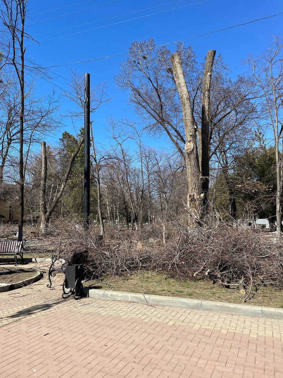 В Центральном парке столицы Карачаево-Черкесии высадят новые деревья