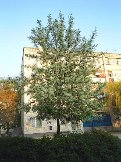 107.jpg