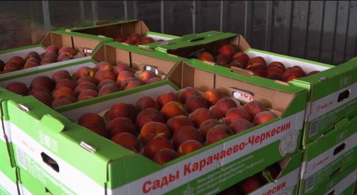 В Карачаево-Черкесии расширят площади высадки персиковых садов